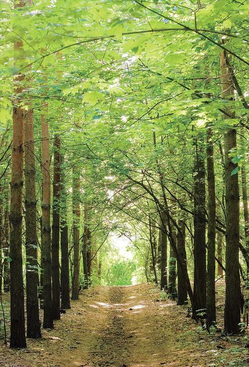 站在两排整齐排列的树木中间,平视拍摄,从而借助近大远小的透视原理