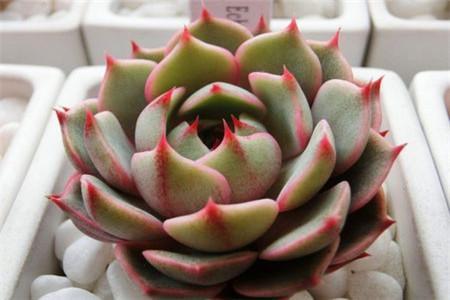 4月发文:多肉植物红爪的养护方法