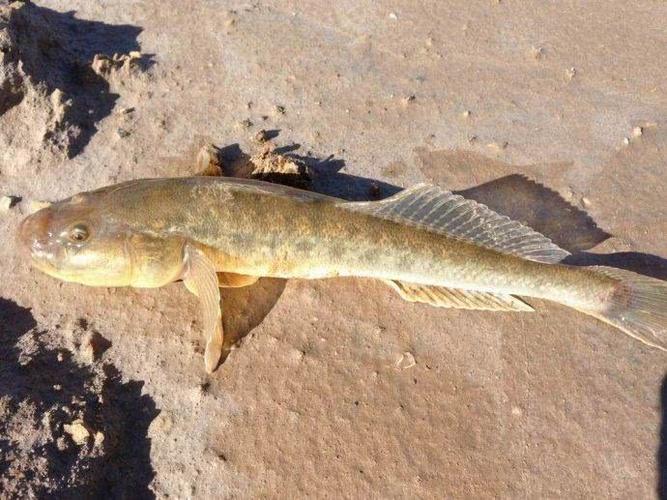 到海边去钓"楞巴头"鱼,一杆甚至钓上来3条