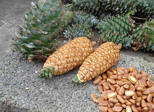 批发 东北特产 长白山野生 红松子 产地直供