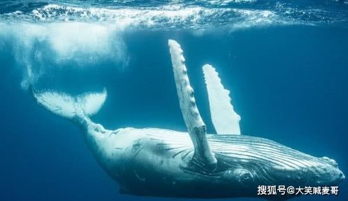 如果没有鲸落会