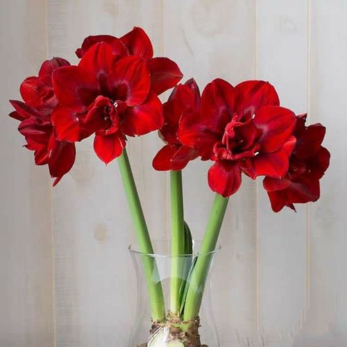 现货荷兰进口朱顶红种重瓣黑天鹅天鹅绒妮夫多年生种球