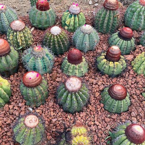 盆景仙人掌科多肉黄金云栽培与养护技术