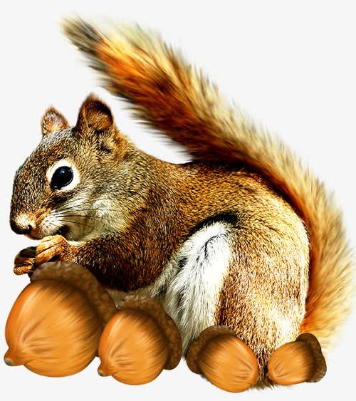 吃松果的松鼠