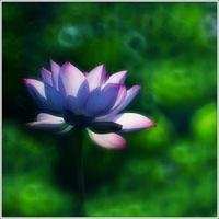 老人用的微信头像花【点击鼠标右键下载】