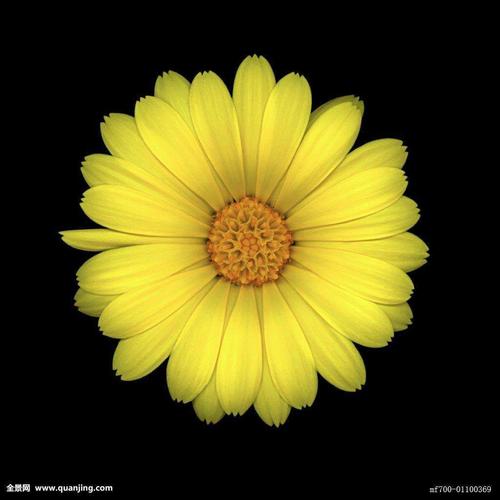       如    生活中花朵是轴对称