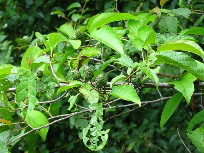 江南桤木批发价格▲江西江南桤木☆江西江南桤木价格★吉安江南桤木