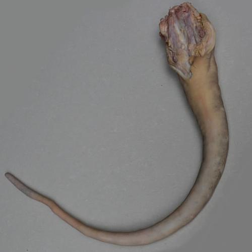 101380 牛尾巴(带皮)