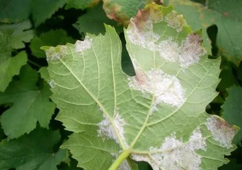果园管理之葡萄霜霉病的症状及防治方法