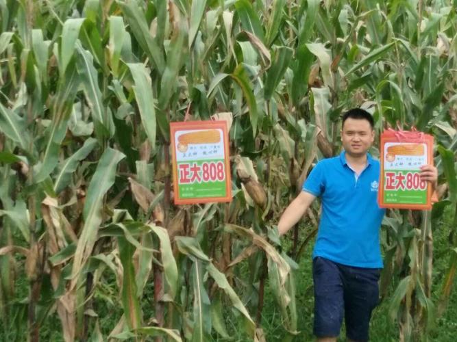 正大808,一个引领玉米新时代的品种