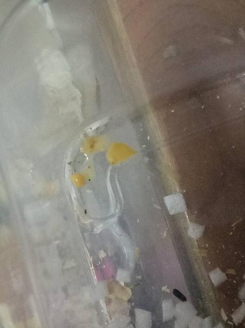 请问我们家金丝熊是拉稀吗 图二黄黄的是我看着他拉出来的 尾巴没有湿