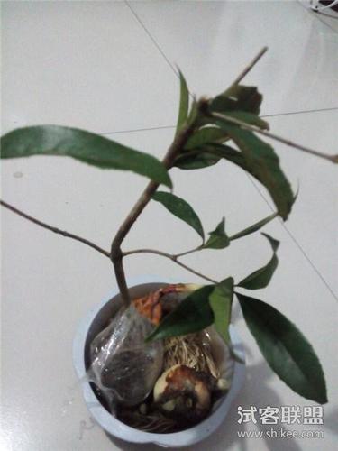 桂花树
