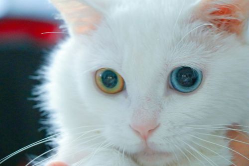 清澈透亮的眼睛