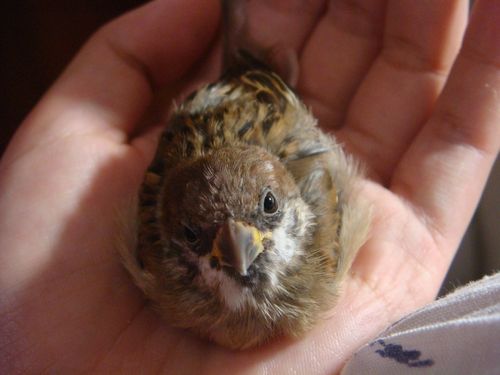 供应活麻雀麻雀鹌鹑白条麻雀白条斑鸠麻雀脑