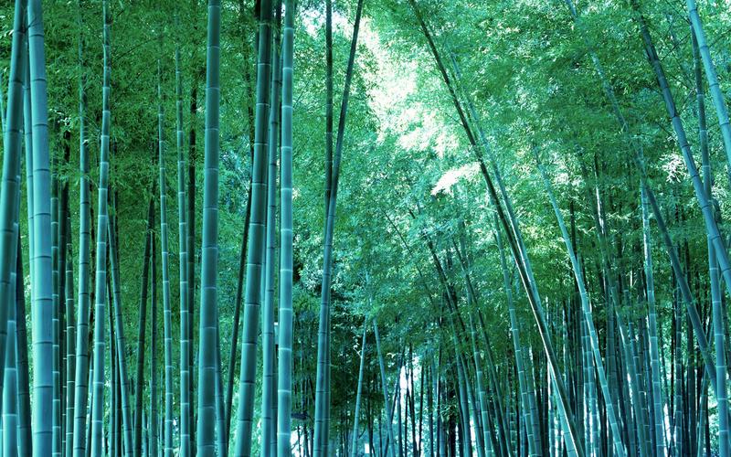 【引用】 竹林深处[40p]