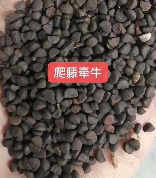 广西南宁草坪草种价格 -绿化草种