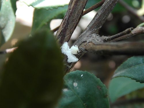 请问这是茶树上的什么害虫,带白色羽状棉絮状翅膀,喜欢在嫩梢上产卵