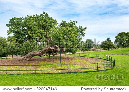 black mulberry tree (morus nigra) in lesnes abbey