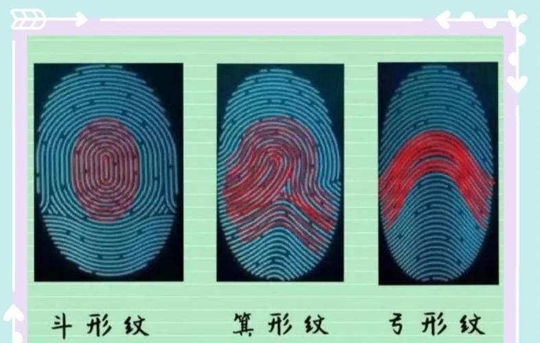 每个人的指纹都是独一无二的,指纹的种类分以下三种基本类型
