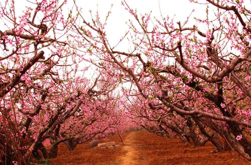 山东肥城第13届桃花节开幕