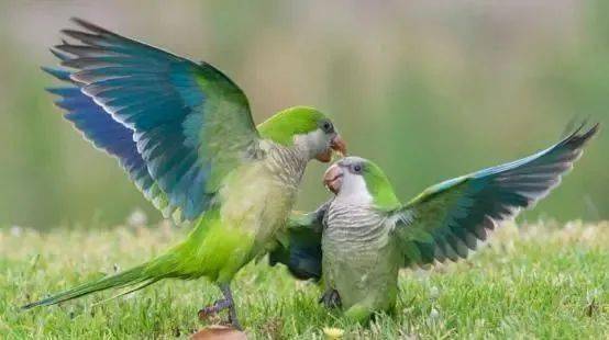 经常点头和最会说话的和尚鹦鹉,你想喂养一只吗?_手机搜狐网