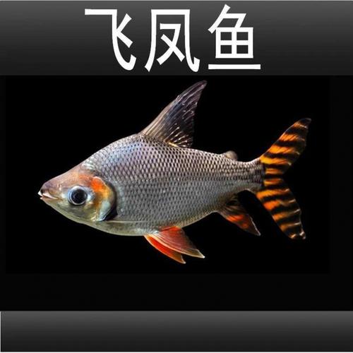 飞凤龙鱼观赏鱼直纹清洁高档配鱼垃圾鱼凤活体鱼