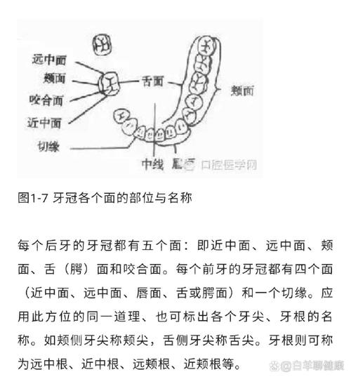 口腔解剖牙面名称