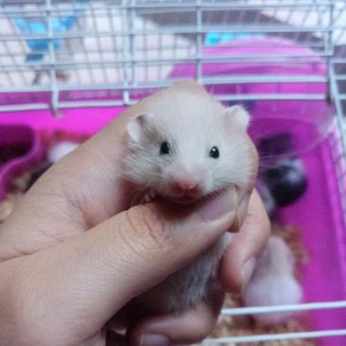 金丝熊自家繁殖