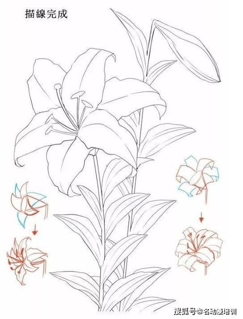 漂亮的百合花怎么画