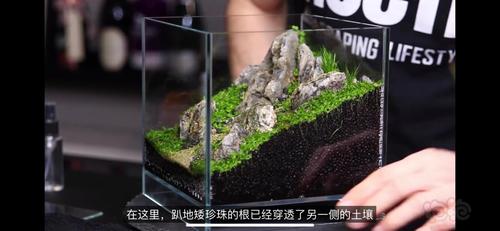 分享一个20微缸造景,现在作者在征集如何过滤,因为背坡好,瀑布过滤