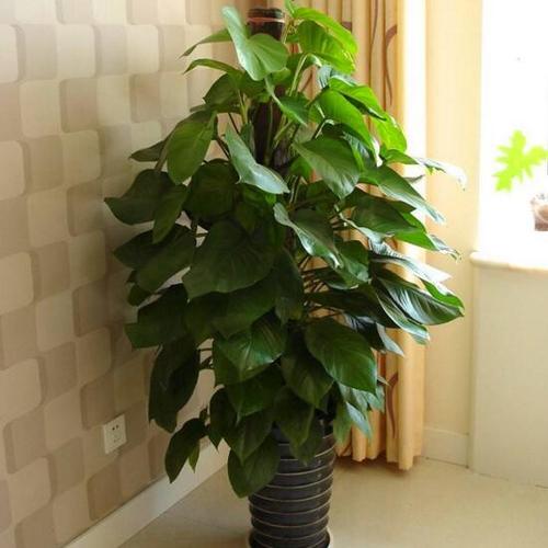 一般大叶绿萝都会带有棕柱,大叶绿萝在修剪的时候方法和垂盆绿萝不同