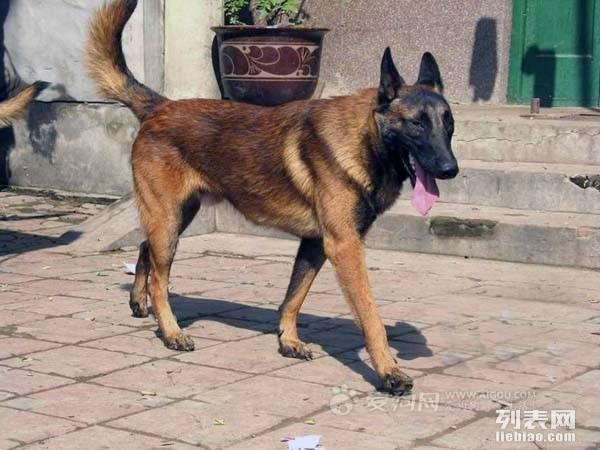 出售纯种马犬幼犬 实物拍摄 价格公道 马犬照片 马犬价格
