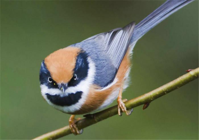 世界上最邪恶的鸟,是恐龙的直系后代,被称作"僵尸鸟"!