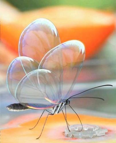 玻璃翼蝶