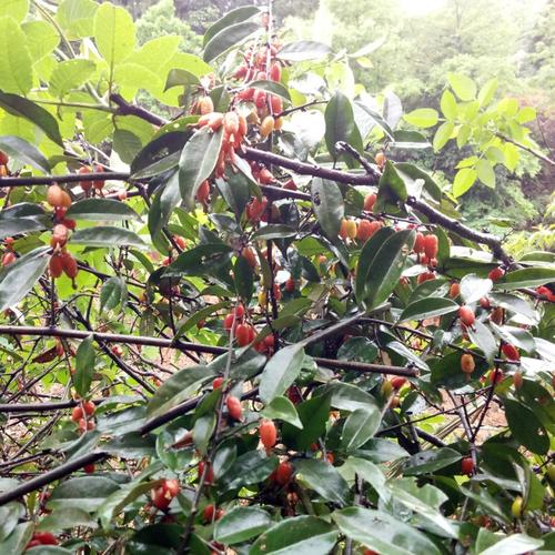 羊奶一份绿植盆栽常青四季树桩树苗秃子胡秃子绿植