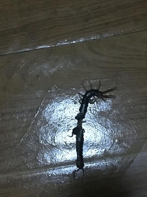 黑头蜈蚣毒性大吗