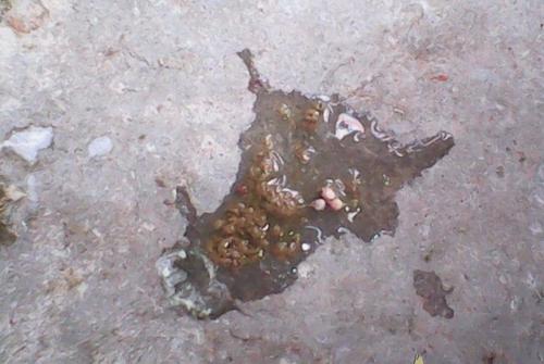 【经验】赛鸽的毛滴虫与球虫的预防措施