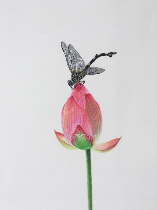 彩铅手绘|小荷才露尖尖角,早有蜻蜓立上头!