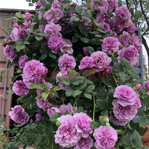 月季花四季欧月藤本爬藤月季花苗浓香大花中大苗开花不断阳台室内外