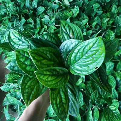 【基地直销】观叶植物小盆栽吸收甲醛可水培植物 110#泰国绿萝