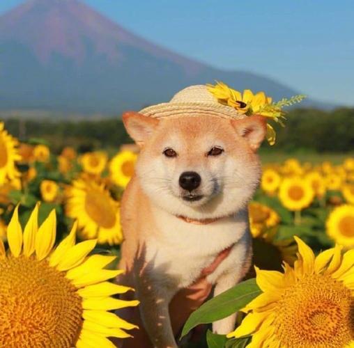 一组治愈系的柴犬微笑图片