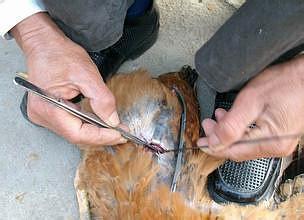 这是在阉鸡……阉鸡就是割蛋蛋.  据说,鸡蛋蛋是这样的.我没吃过.