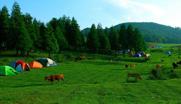 石柱黄水森林公园门票天气交通重庆旅游景点介绍