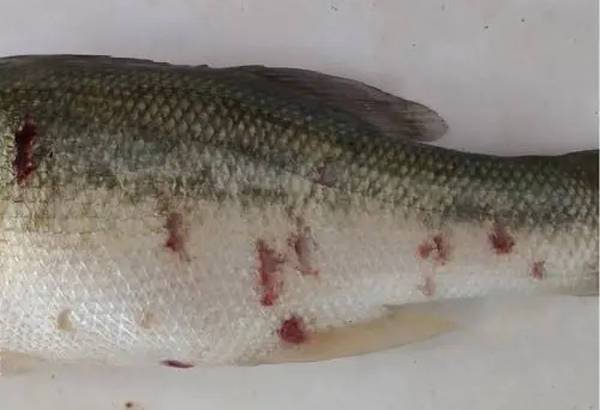 冬季水霉病高发,如何预防?_鱼体