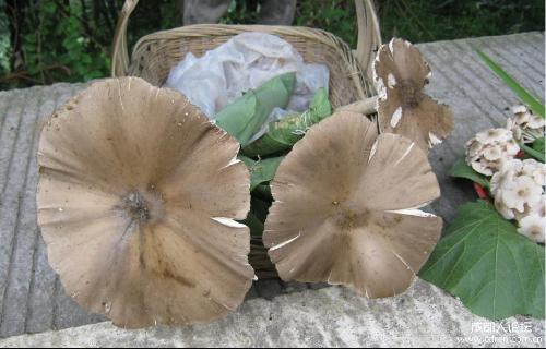 学名叫鸡枞菌,另一种个头大很多,菌伞也大很多(20-30cm)叫山塔菌(音)