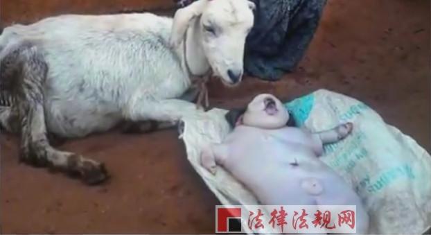 印度惊现人脸山羊 聚焦