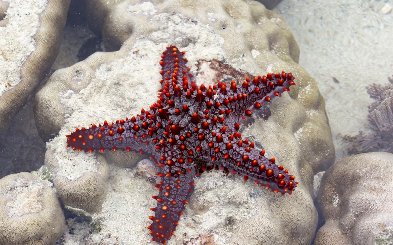 首页 桌面壁纸 沙滩海星高清图片电脑壁纸上一张下一张查看原图