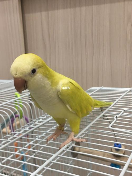 20210706 和尚寶貝gaga生活照分享_生活照_鹦鹉_和尚鹦鹉_宠物_宠物