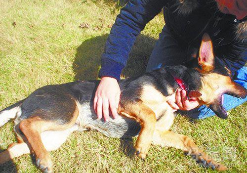狂犬病的症状