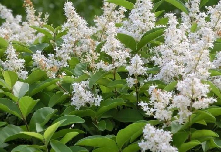 女贞诗词精选八首 女贞花白草迷离,江南梅雨时